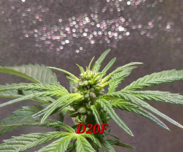 Micro-Reversal #2 - STS. Week 3
