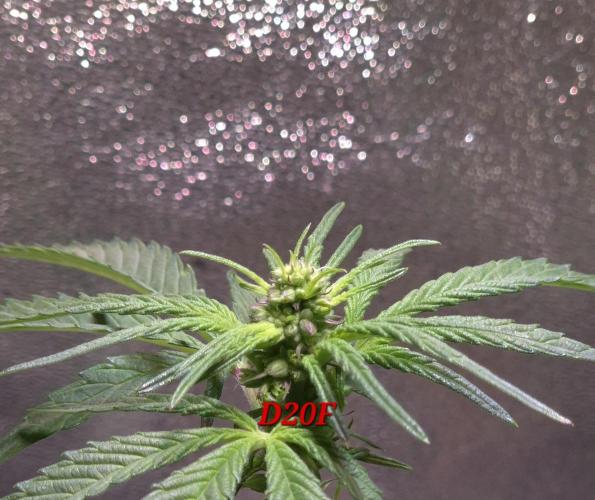 Micro-Reversal #2 - STS. Week 3