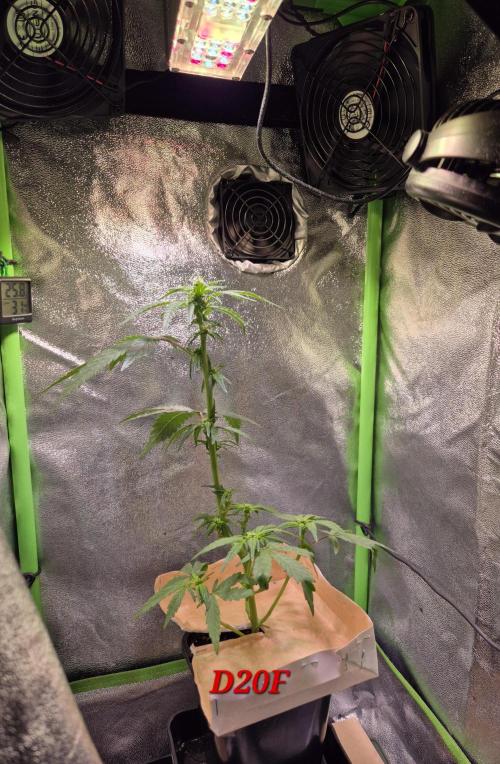 Micro-Reversal #2 - STS. Week 3