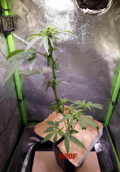 Micro-Reversal #2 - STS. Week 3
