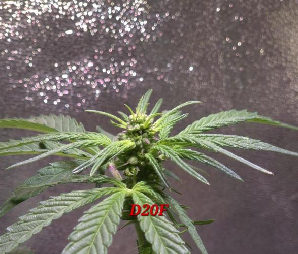 Micro-Reversal #2 - STS. Week 3