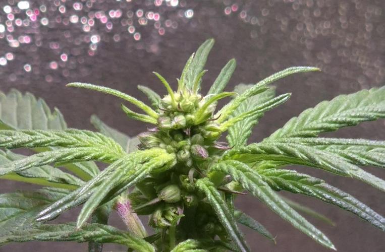 Micro-Reversal #2 - STS. Week 3