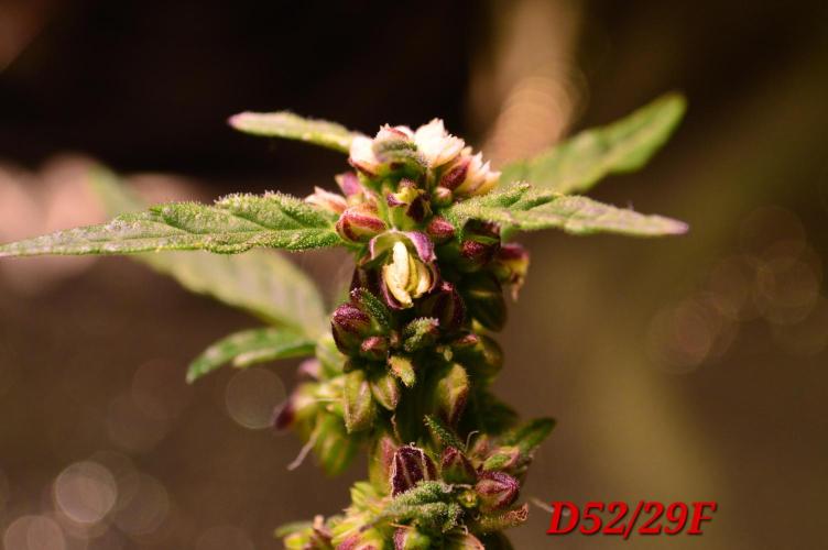 Micro-Reversal - Collodial Silver&STS. Week 9