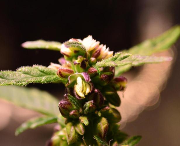 Micro-Reversal - Collodial Silver&STS. Week 9