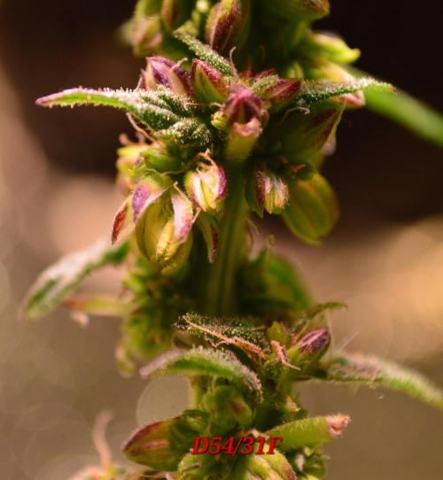 Micro-Reversal - Collodial Silver&STS. Week 9