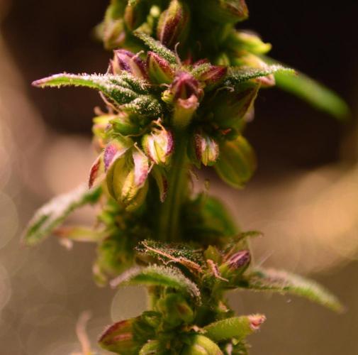 Micro-Reversal - Collodial Silver&STS. Week 9
