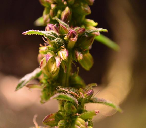 Micro-Reversal - Collodial Silver&STS. Week 9