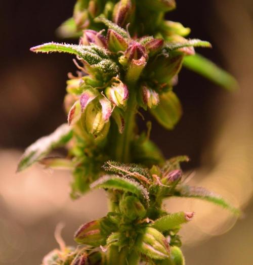 Micro-Reversal - Collodial Silver&STS. Week 9