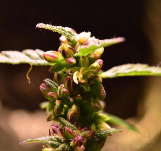 Micro-Reversal - Collodial Silver&STS. Week 9