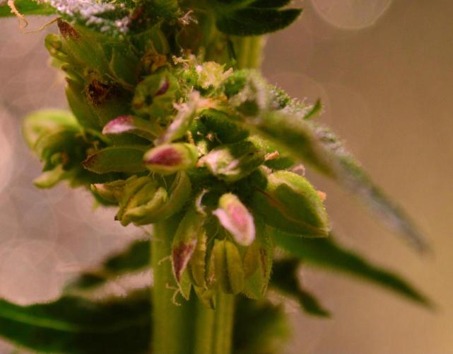 Micro-Reversal - Collodial Silver&STS. Week 9