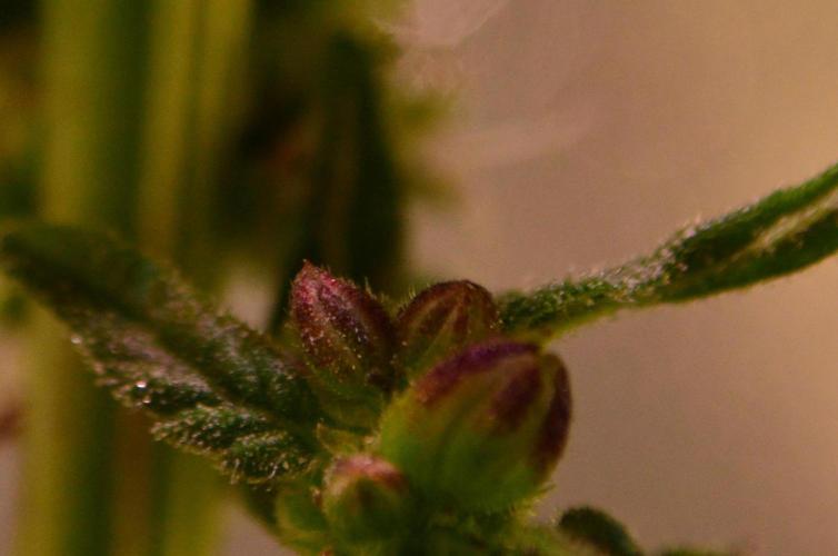 Micro-Reversal - Collodial Silver&STS. Week 9