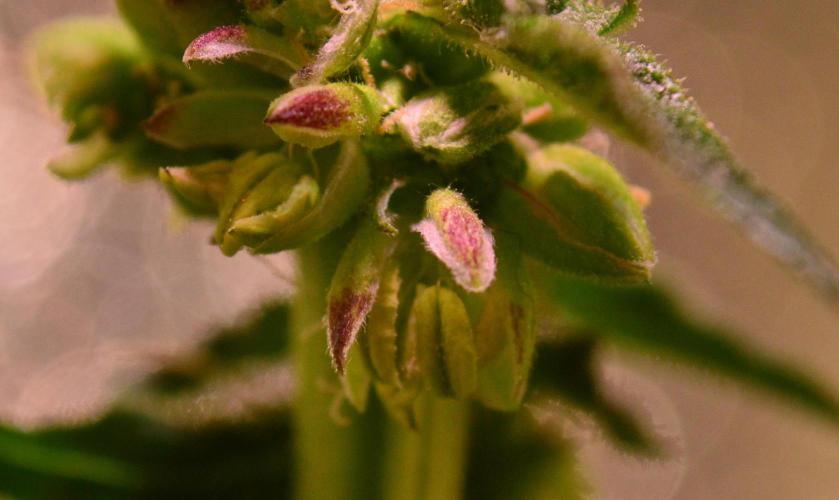 Micro-Reversal - Collodial Silver&STS. Week 9