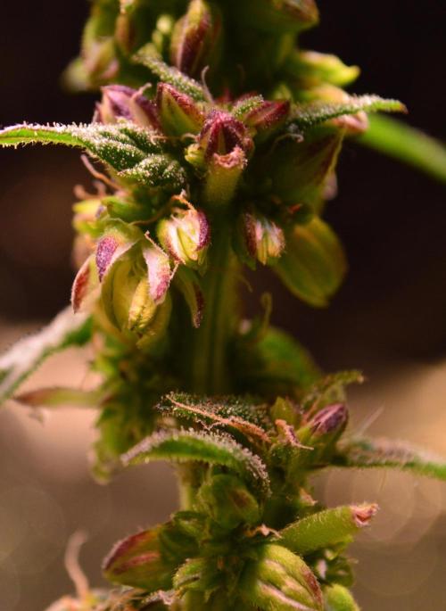 Micro-Reversal - Collodial Silver&STS. Week 9
