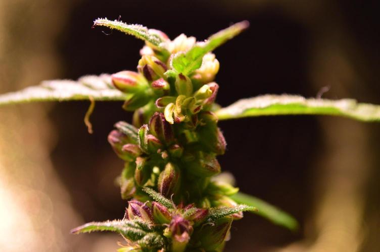 Micro-Reversal - Collodial Silver&STS. Week 9