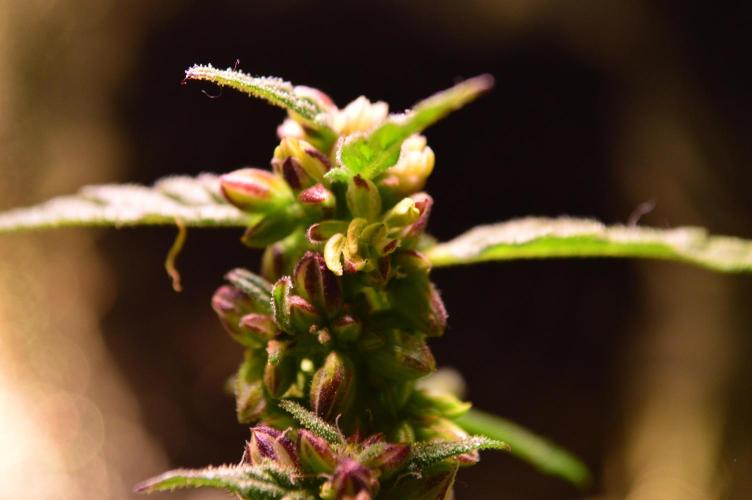 Micro-Reversal - Collodial Silver&STS. Week 9