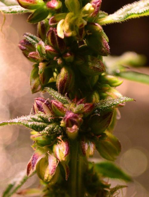 Micro-Reversal - Collodial Silver&STS. Week 9