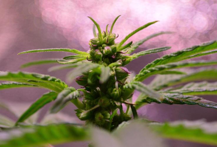 Micro-Reversal #2 - STS. Week 3 - D21F