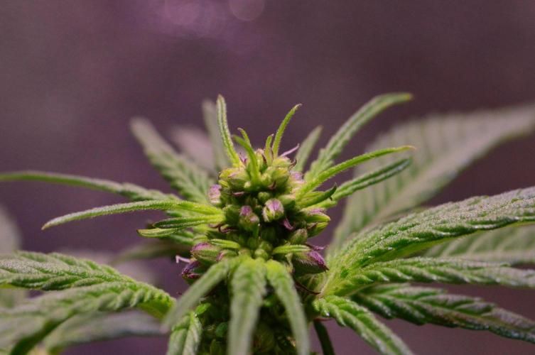Micro-Reversal #2 - STS. Week 3 - D21F