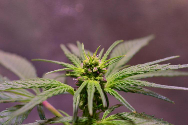 Micro-Reversal #2 - STS. Week 3 - D21F