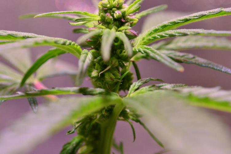 Micro-Reversal #2 - STS. Week 3 - D21F
