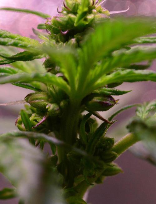 Micro-Reversal #2 - STS. Week 3 - D21F