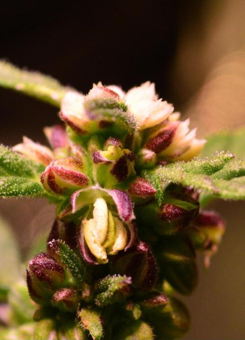 Micro-Reversal - Collodial Silver&STS. Week 10