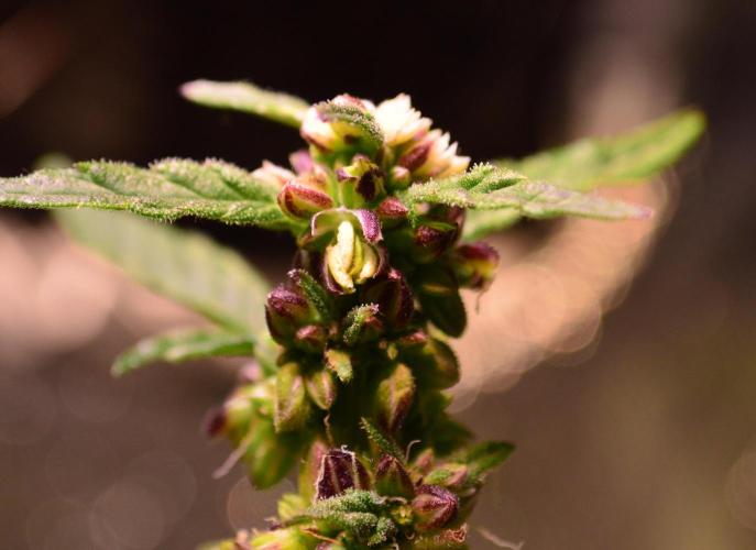 Micro-Reversal - Collodial Silver&STS. Week 10