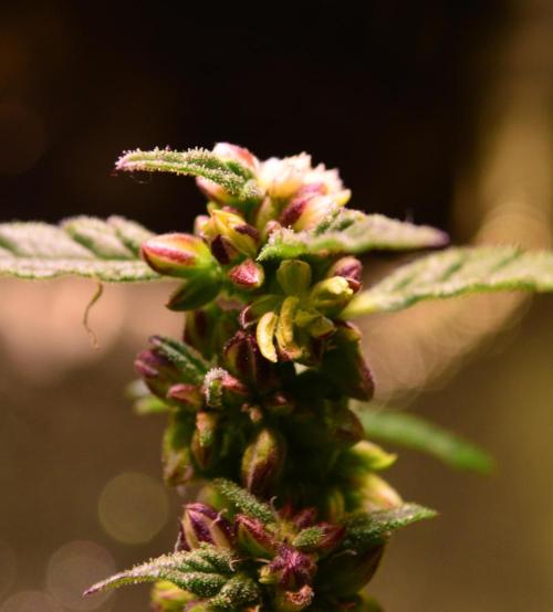 Micro-Reversal - Collodial Silver&STS. Week 10