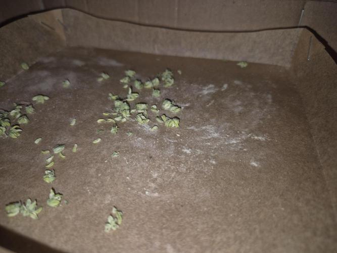 Micro-Reversal - Collodial Silver&STS. Week 10