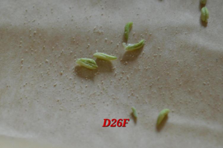 Micro-Reversal - Collodial Silver&STS. Week 10