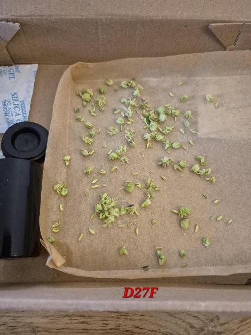 Micro-Reversal - Collodial Silver&STS. Week 10