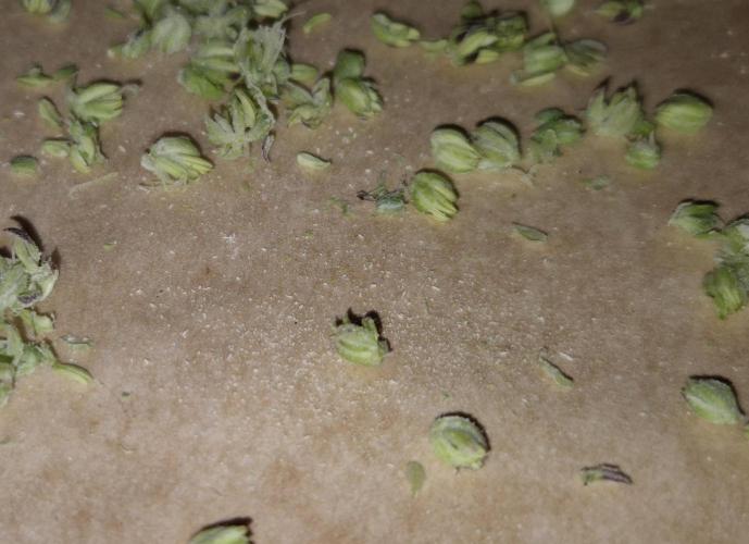 Micro-Reversal - Collodial Silver&STS. Week 10
