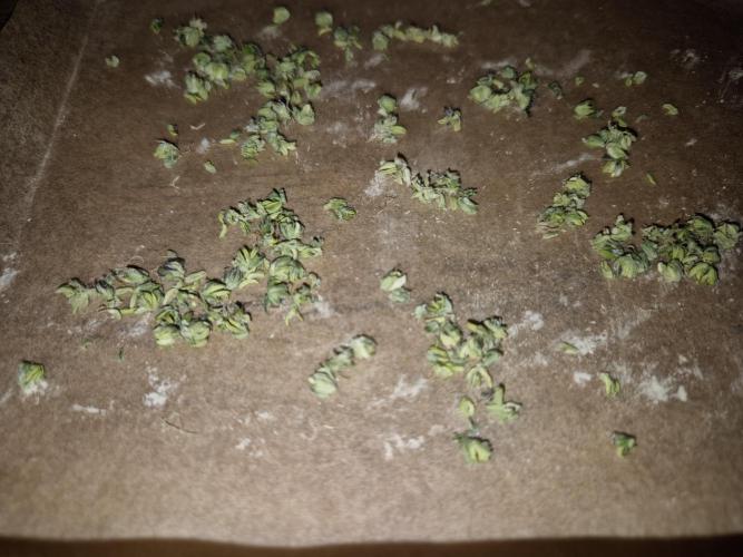 Micro-Reversal - Collodial Silver&STS. Week 10