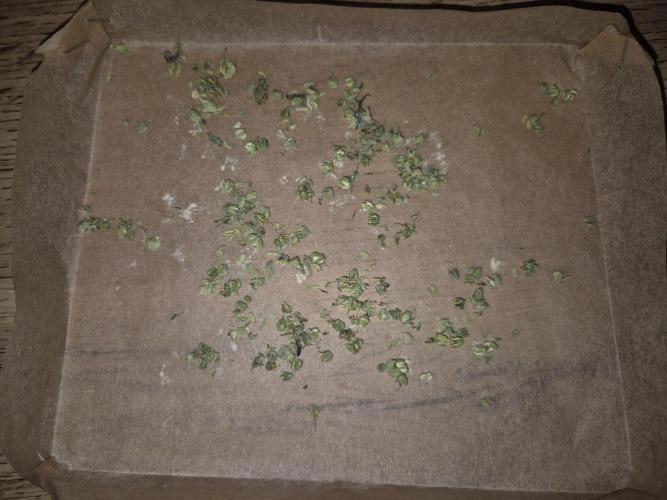Micro-Reversal - Collodial Silver&STS. Week 10
