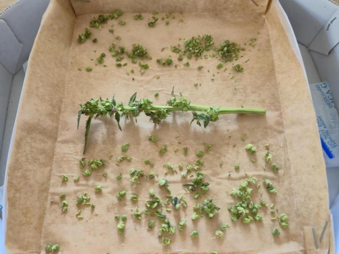 Micro-Reversal - Collodial Silver&STS. Week 10