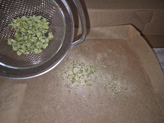 Micro-Reversal - Collodial Silver&STS. Week 10