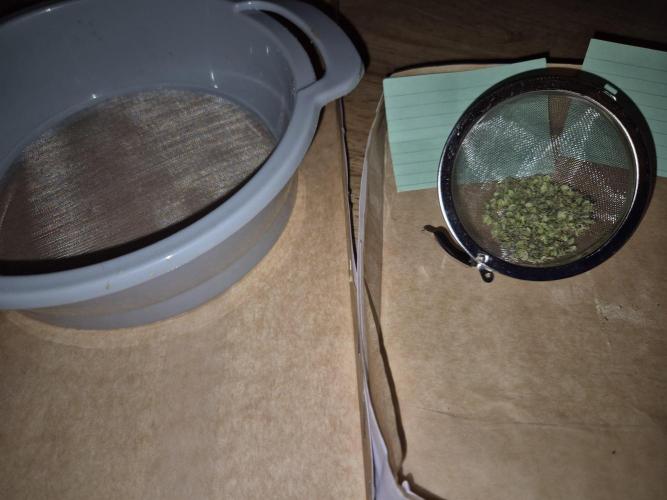 Micro-Reversal - Collodial Silver&STS. Week 10