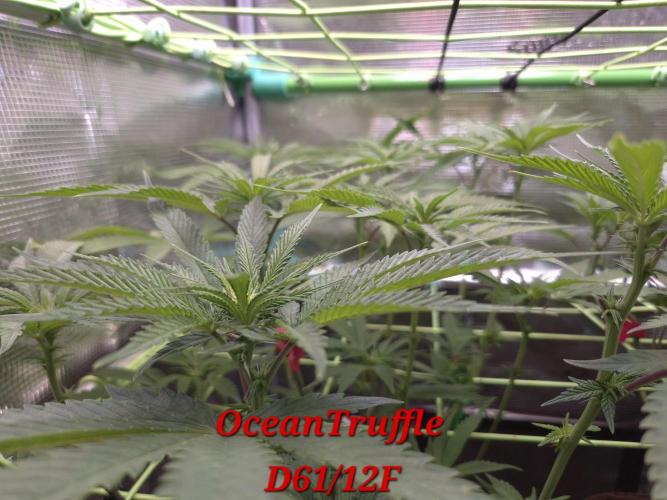 • Truffle • Rosa •. Week 9
