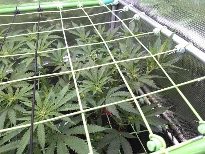 • Truffle • Rosa •. Week 9 - OceanRosa/D63/14F