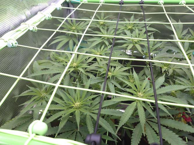 • Truffle • Rosa •. Week 9 - OceanTruffle/D63/14F