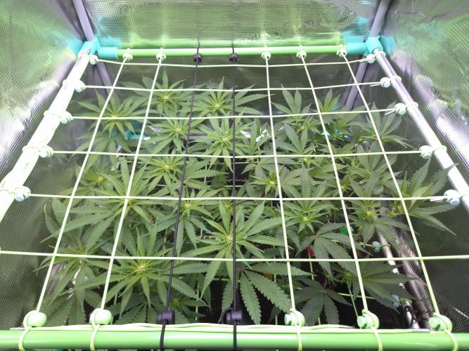 • Truffle • Rosa •. Week 9 - D63/14F