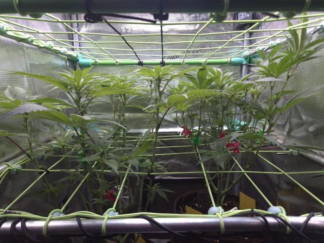 • Truffle • Rosa •. Week 9 - D63/14F