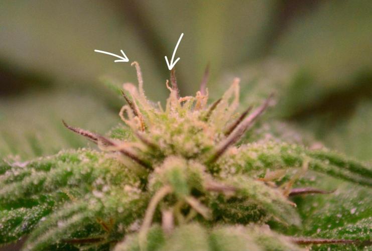 •OceanTruffle • Clones•. Week 12