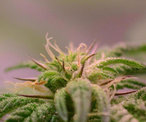 •OceanTruffle • Clones•. Week 12