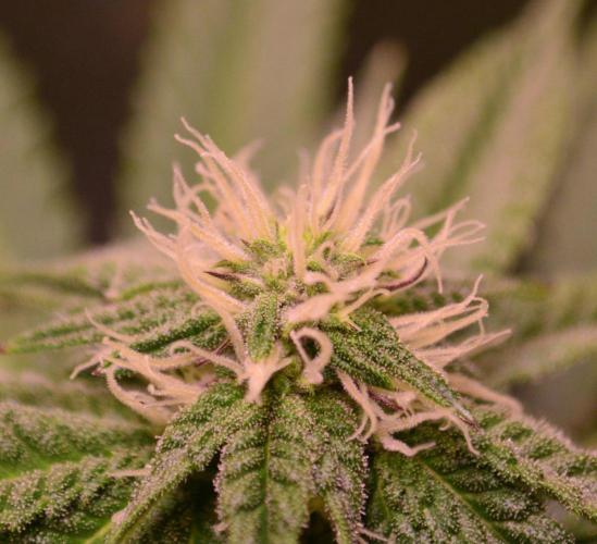 •OceanTruffle • Clones•. Week 12