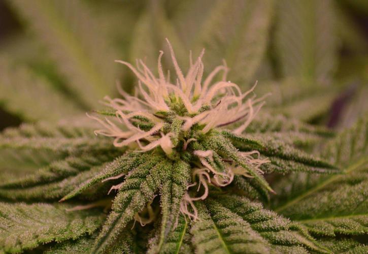 •OceanTruffle • Clones•. Week 12
