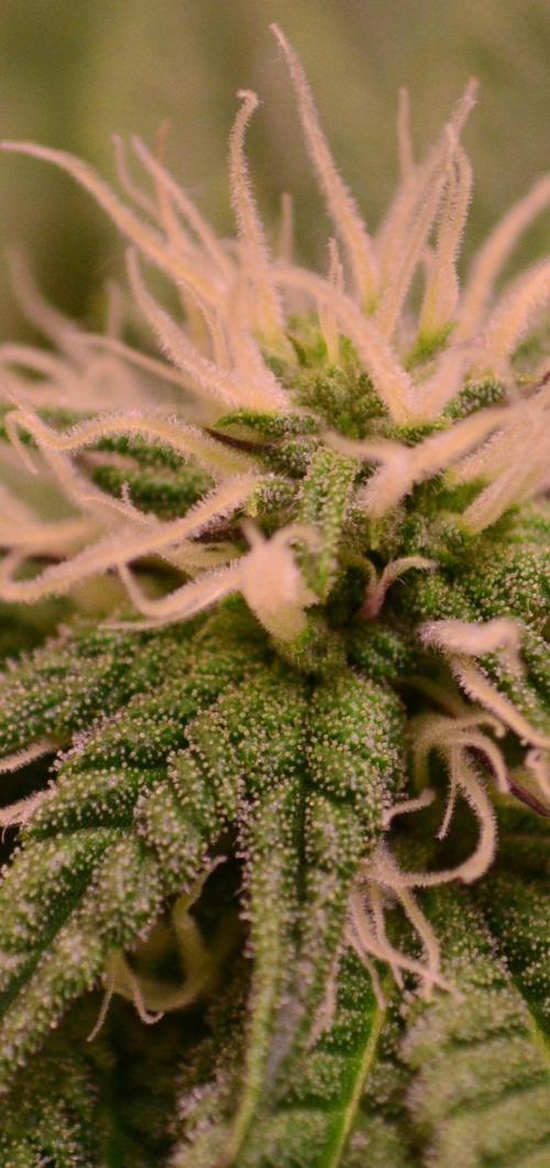 •OceanTruffle • Clones•. Week 12