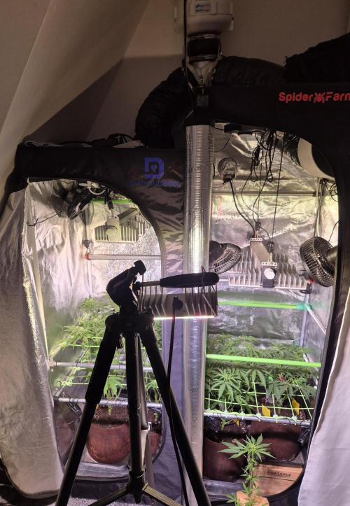•OceanTruffle • Clones•. Week 12