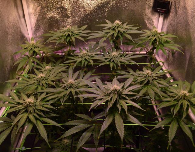•OceanTruffle • Clones•. Week 12 - D84/21F
