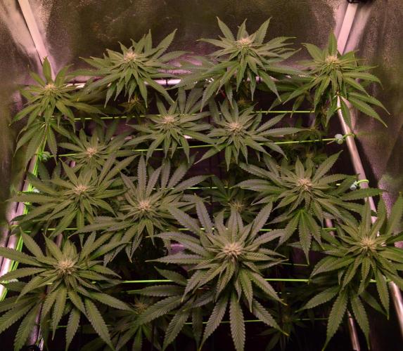 •OceanTruffle • Clones•. Week 12